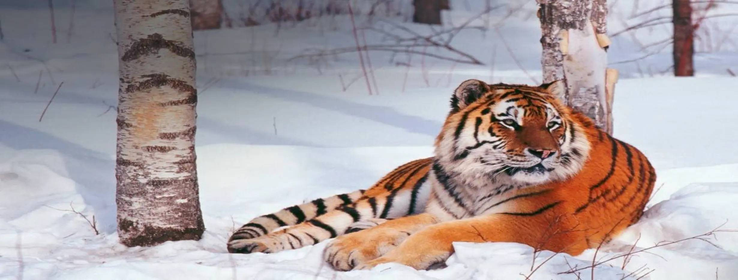 Image for Jilin Zoo